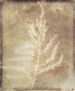 Photogenetic Drawing Willim Henry Fox Talbot